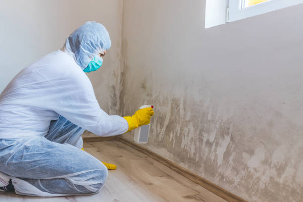 Licensed Attic Mold Removal service in Sharon, PA - WQB Mold Removal