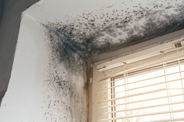 Affordable Attic Mold Removal solutions in Sharon, PA